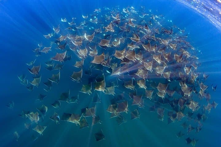 Mobula Ray Ocean Safari to Cerralvo Island — Swim with Massive Ray Squadrons (April–June) photo 1