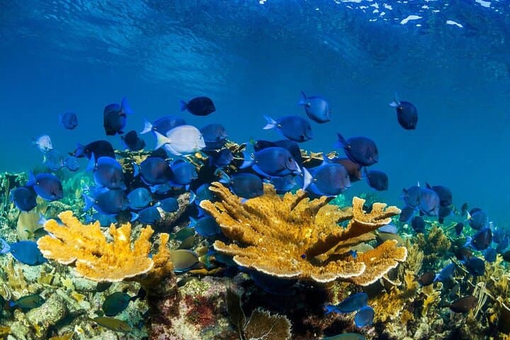 Half-Day Snorkeling at Puerto Morelos: Guided Reef Tour from the Riviera Maya photo 5