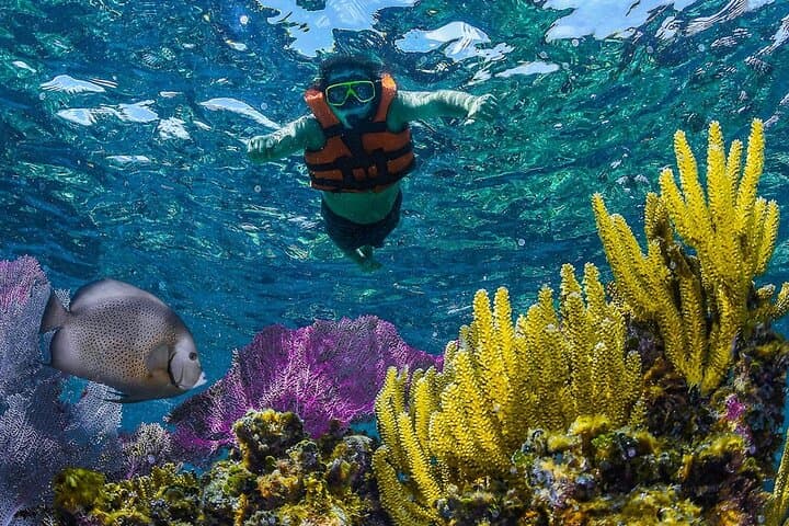 Half-Day Snorkeling at Puerto Morelos: Guided Reef Tour from the Riviera Maya photo 4