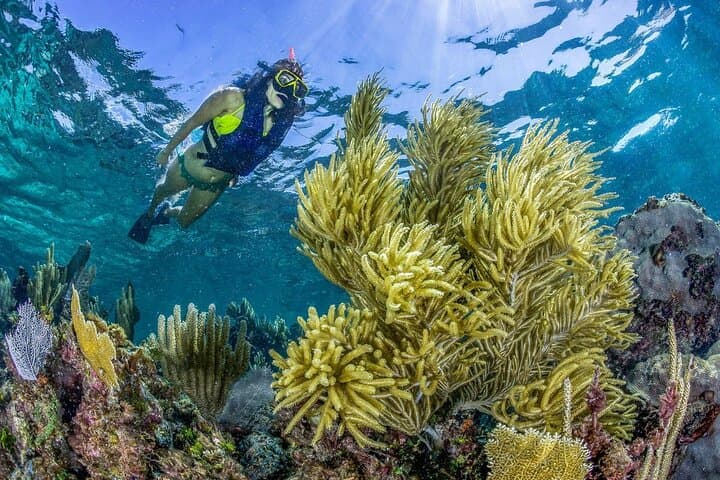 Half-Day Snorkeling at Puerto Morelos: Guided Reef Tour from the Riviera Maya photo 2