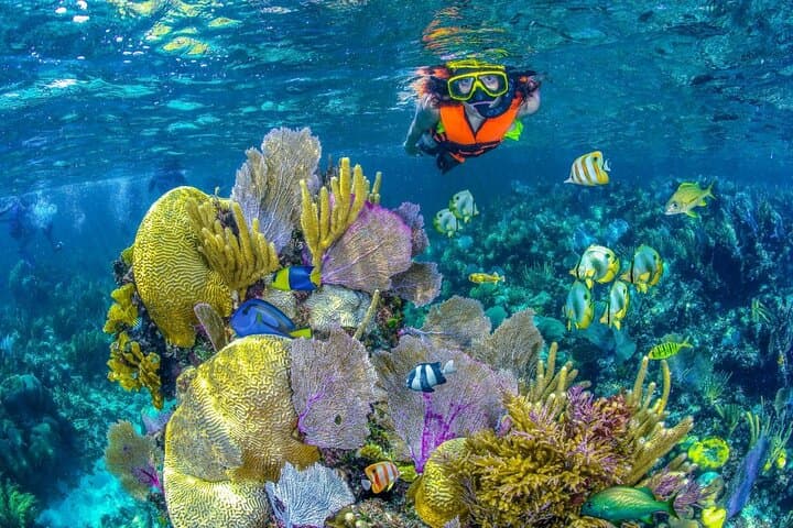Half-Day Snorkeling at Puerto Morelos: Guided Reef Tour from the Riviera Maya