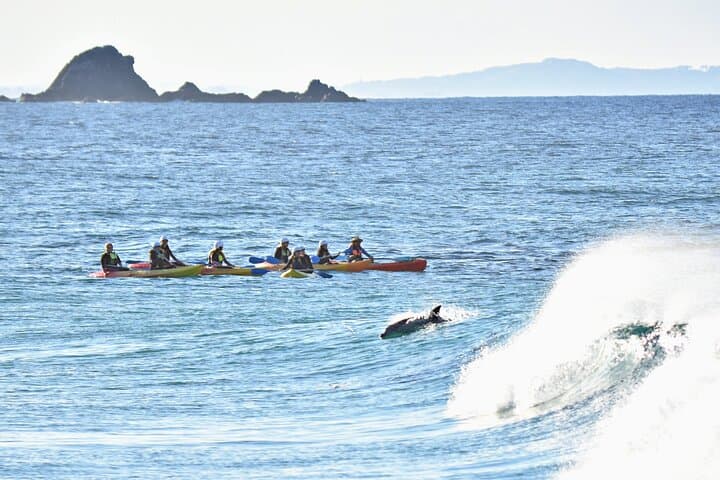 Byron Bay Dolphin Sea Kayak Tour: Paddle With Dolphins & Whales photo 4