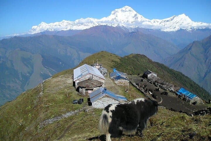 Morare Danda Community Trek: 6-Day Annapurna Alternative From Pokhara photo 4