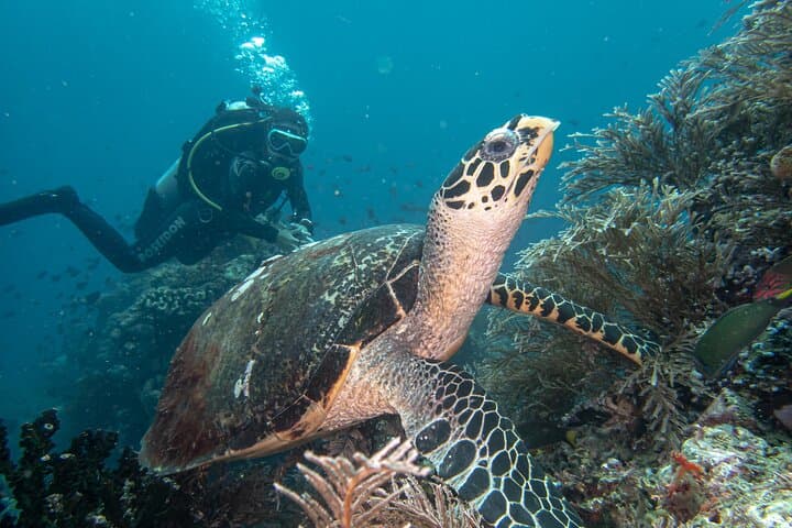 PADI Open Water Diver Course in Anilao — 2-Day Certification & Marine Life Dives photo 3