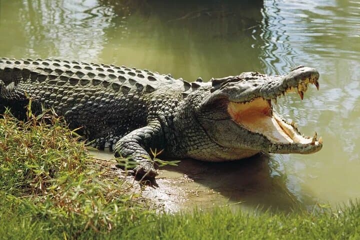 Weheragala Entrance Safari: Lunugamwehera National Park Full-Day Wildlife Drive