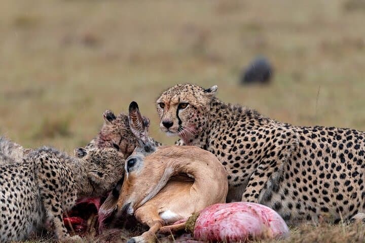 2-Night Road Safari in Maasai Mara: Big Five & River Drives photo 3