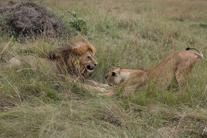 2-Night Road Safari in Maasai Mara: Big Five & River Drives photo 6