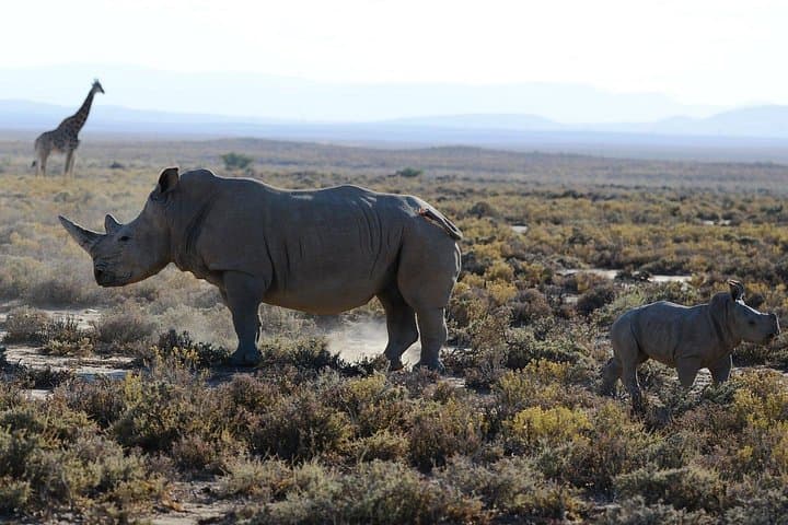 5-Day Valleys and Highlands Safari from Arusha: Tarangire, Manyara & Ngorongoro photo 1