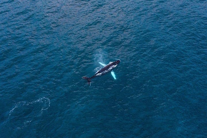 Big Whales & Puffins RIB Tour from Húsavík — Skjálfandi Bay Encounters photo 4