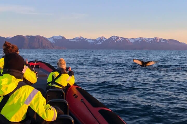 Big Whales & Puffins RIB Tour from Húsavík — Skjálfandi Bay Encounters photo 3