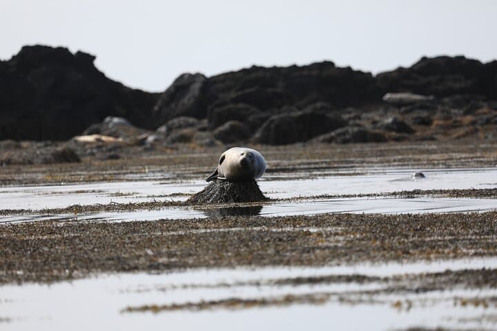 Snaefellsnes & Kirkjufell Guided Private Tour — Day Trip from Reykjavik photo 4