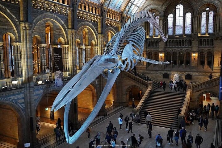 Inside London's Natural History Museum: Private Half-Day Guided Tour photo 4