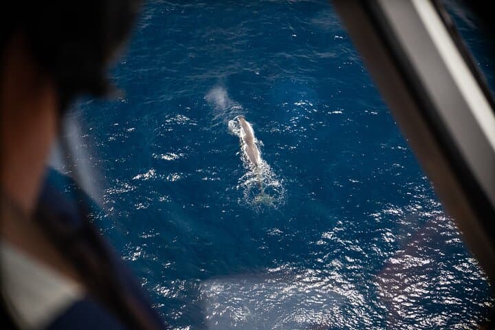 40-Minute Kaikōura Whale Watching Flight — Sperm Whales & Coastal Alps photo 3