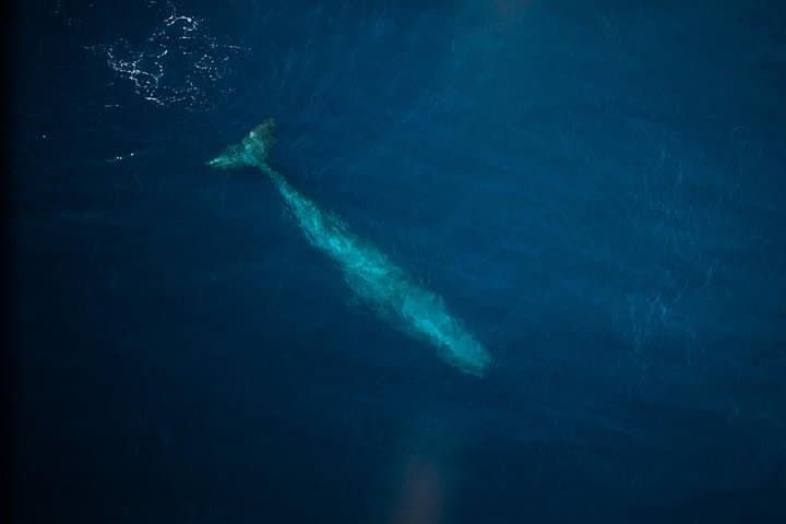 40-Minute Kaikōura Whale Watching Flight — Sperm Whales & Coastal Alps photo 5