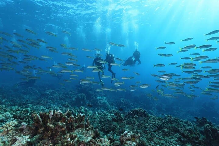 PADI Open Water Diver Course in Tahiti — 3-Day Lagoon and Ocean Certification photo 2