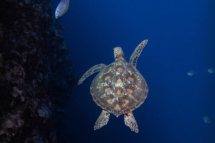 PADI Open Water Diver Course in Tahiti — 3-Day Lagoon and Ocean Certification photo 3