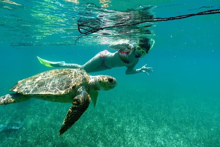 Snorkel Silk and Moho Caye: Nurse Sharks, Turtles & Island Lunch off Placencia