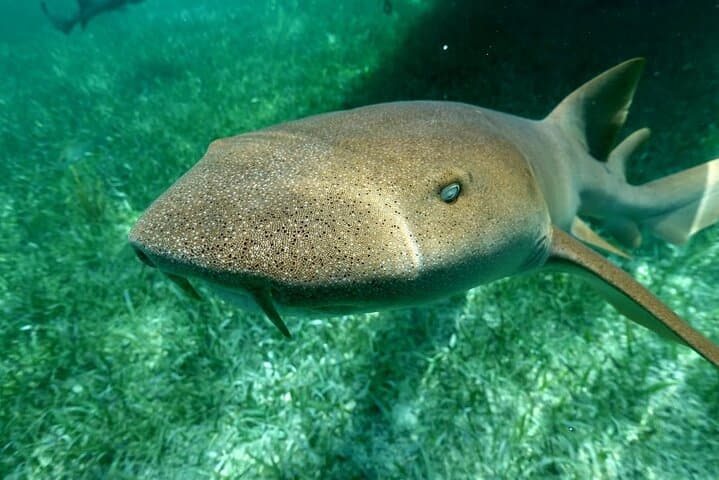 Snorkel Silk and Moho Caye: Nurse Sharks, Turtles & Island Lunch off Placencia photo 2