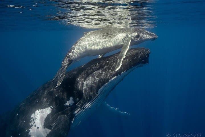 Best of Tahiti Snorkel Excursion: Papeete to Maraa Reef Adventures photo 3