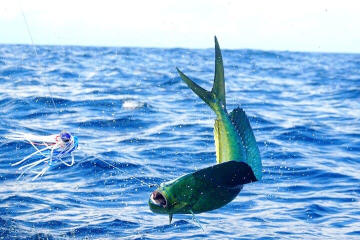 Noosa Offshore: 3/4‑Day (7‑Hour) Deep‑Sea Fishing Charter photo 6