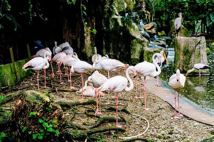 KL Go Nature: Orchid Garden, Bird Park & Butterfly Park Private Tour photo 1