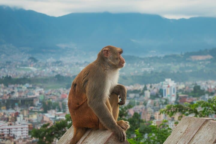 Chandragiri Cable Car & Half-Day Kathmandu Sightseeing: Cable Ride, Summit Hike and Cultural Stops photo 4