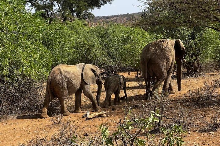 2-Day Amboseli National Park Safari — Elephants, Big Game & Kilimanjaro Views photo 1