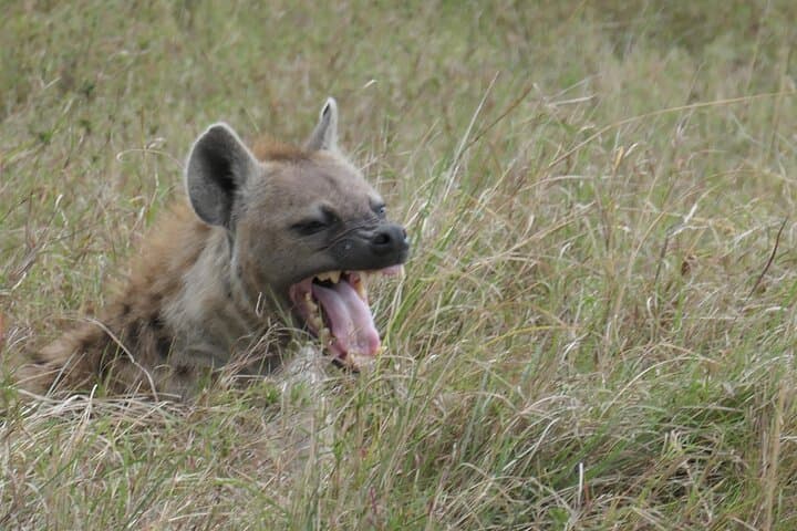 2-Day Amboseli National Park Safari — Elephants, Big Game & Kilimanjaro Views photo 2