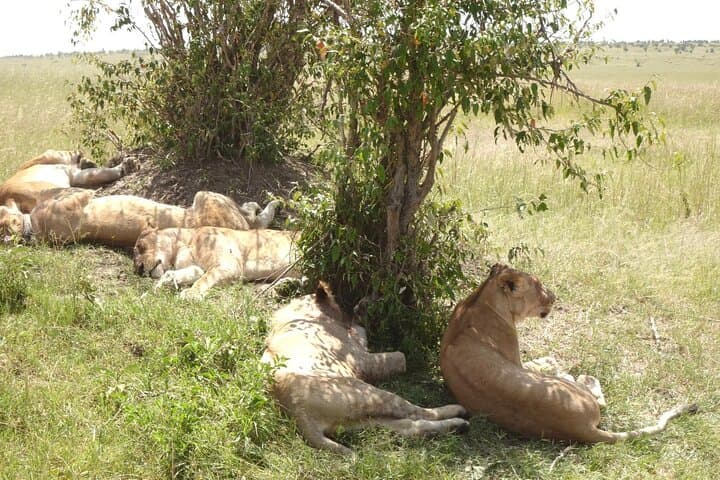 2-Day Amboseli National Park Safari — Elephants, Big Game & Kilimanjaro Views photo 3