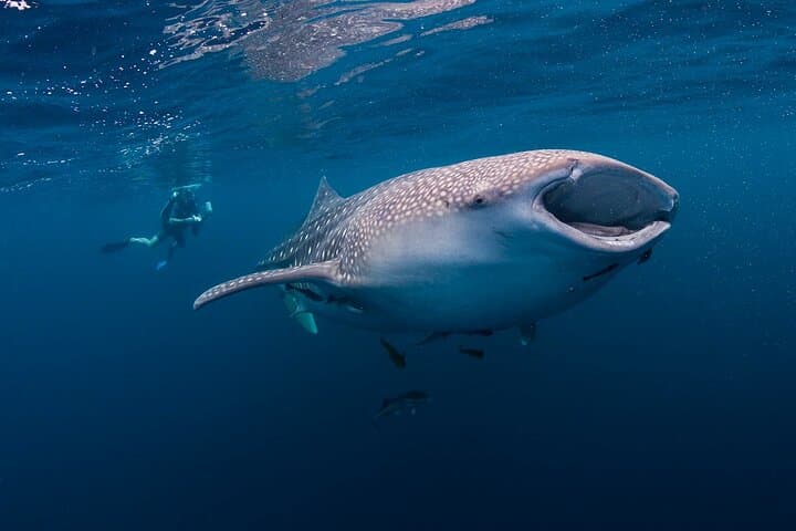 Oslob Whale Shark Swim, Sumilon Sandbar & Tumalog Falls — Full-Day Guide photo 5
