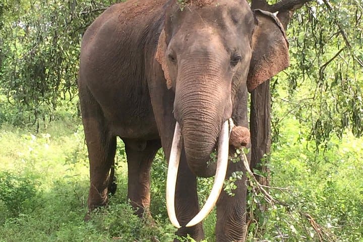 Private Udawalawe Safari: 4-Hour 4x4 Wildlife Drive with Local Guide photo 5