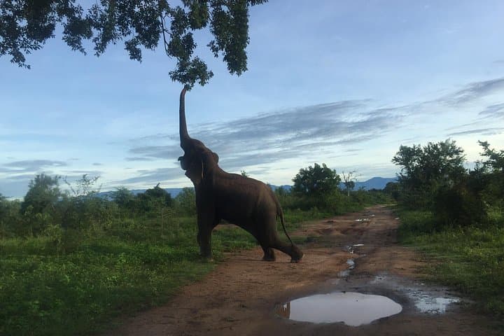 Private Udawalawe Safari: 4-Hour 4x4 Wildlife Drive with Local Guide photo 6