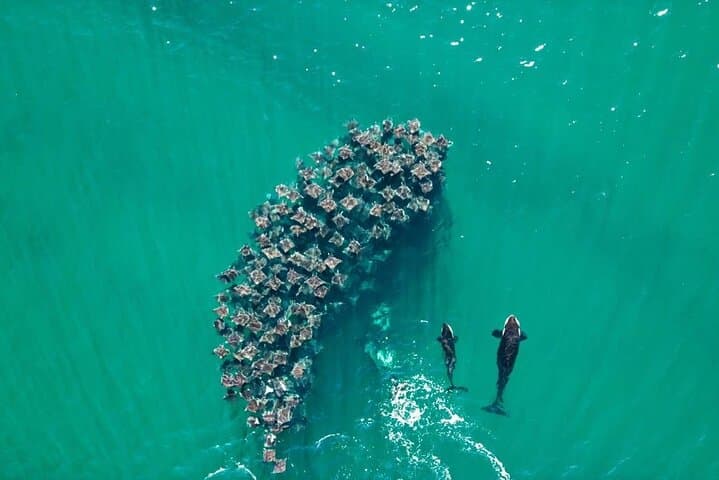 ocean-safari-la-ventana-mobula-rays-orcas-and-dolphins photo 6