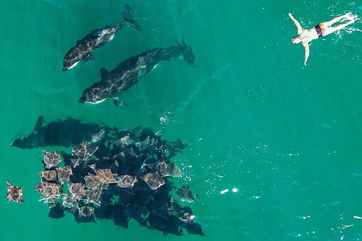 ocean-safari-la-ventana-mobula-rays-orcas-and-dolphins photo 2