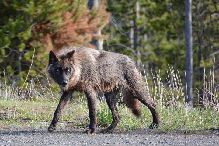 Pet-Friendly Full-Day Yellowstone Tour From Cody: Grand Prismatic, Old Faithful & Lower Falls photo 4