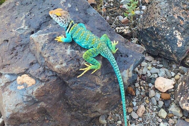 Grand Canyon, Wupatki & Sunset Crater: Full-Day Flagstaff Tour photo 4