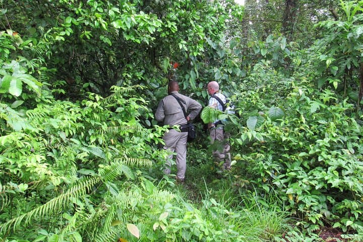 Birding Pipeline Road: Morning Tour from Amador Cruise Port (Panama) photo 6