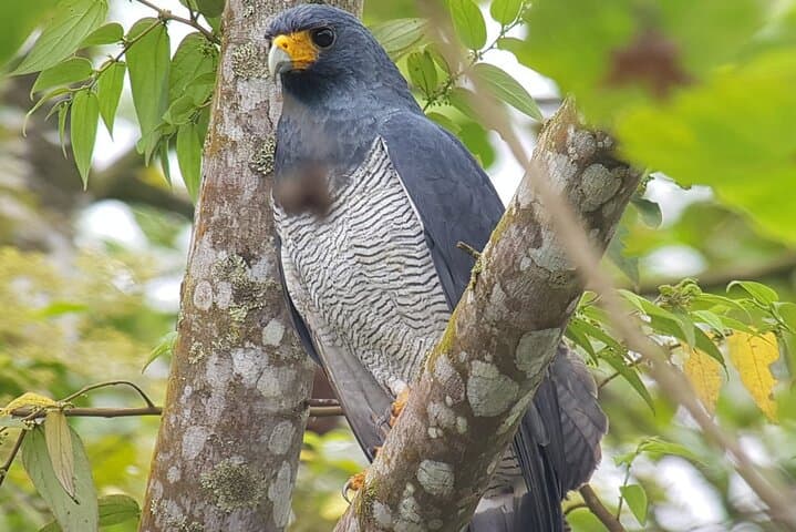 Birding Pipeline Road: Morning Tour from Amador Cruise Port (Panama) photo 2