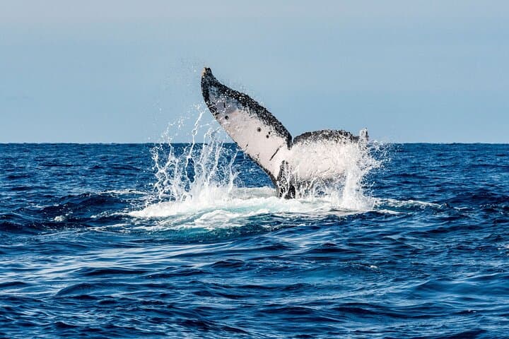 Cabo Whale-Watching and Reef Snorkel Combo: Morning with Humpbacks and Tropical Fish