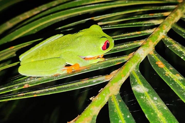 Gandoca-Manzanillo Night Walk — Caribbean Rainforest Nocturnal Wildlife Tour