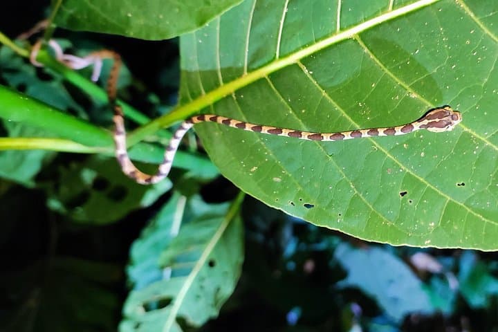 Gandoca-Manzanillo Night Walk — Caribbean Rainforest Nocturnal Wildlife Tour photo 2