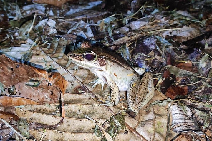 Gandoca-Manzanillo Night Walk — Caribbean Rainforest Nocturnal Wildlife Tour photo 3