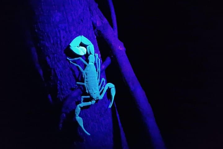 Gandoca-Manzanillo Night Walk — Caribbean Rainforest Nocturnal Wildlife Tour photo 4
