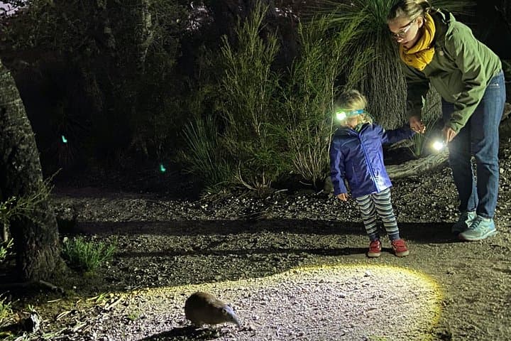 Nocturnal Wildlife Tour at Yelverton Brook — Busselton Night Safari