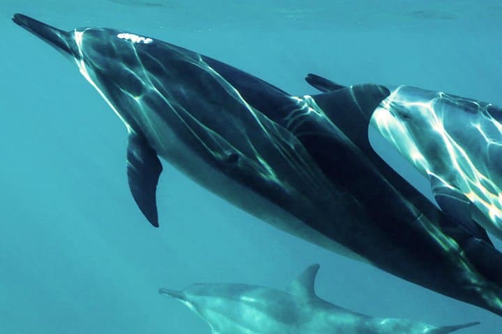 Muscat Dolphin Watching: Responsible Boat Tours to See Spinner and Bottlenose Dolphins