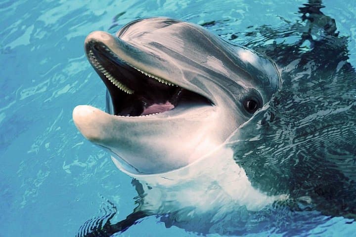Muscat Dolphin Watching: Responsible Boat Tours to See Spinner and Bottlenose Dolphins photo 6