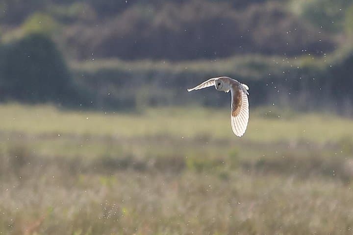 Sussex Birdwatching Day Tour: Guided Wildlife Hotspots from Brighton photo 2