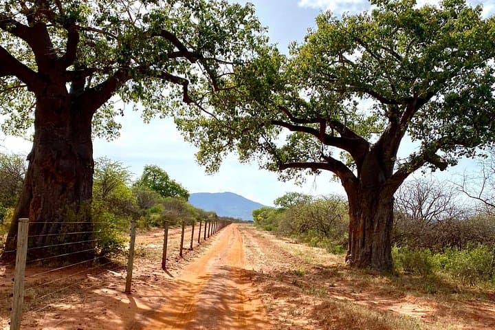 luxury-10-day-kenya-big-5-safari-maasai-mara-amboseli-tsavo photo 1