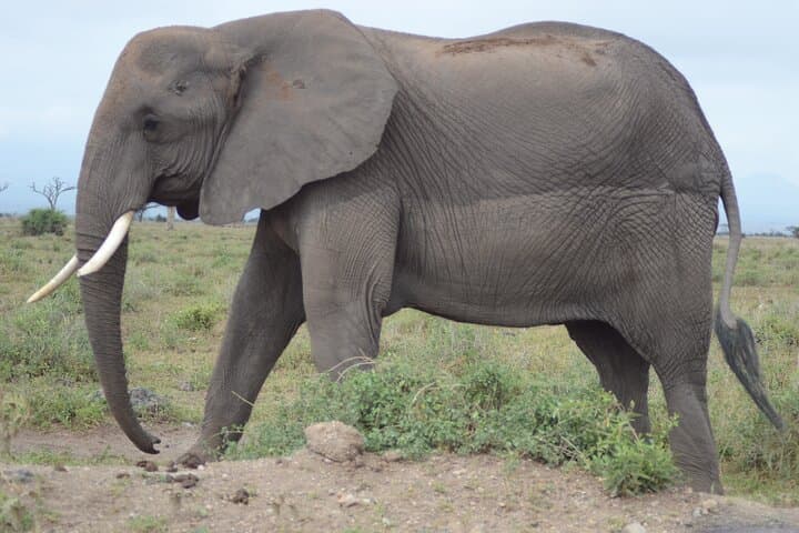 Masai Mara by Air: 4-Day Private Flight Safari from Nairobi photo 2