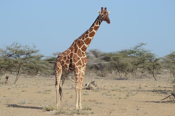Masai Mara by Air: 4-Day Private Flight Safari from Nairobi photo 5